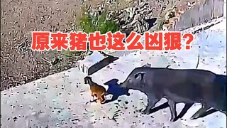 إذًا الخنزير شرس جدًا هكذا؟