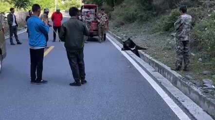 Sichuan: Beruang ini terjebak di selokan pinggir jalan dan tak bisa bergerak—pihak berwenang sudah d