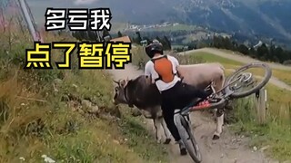 Videos of animals encountering humans!
