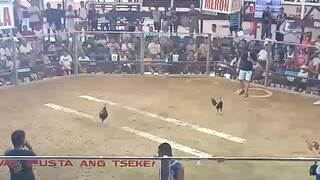 champion 2 hits