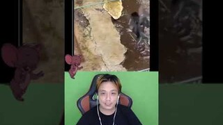 TIKUS MMA LAWAN AYAM 🤯🤯🤯 - React Meme 26