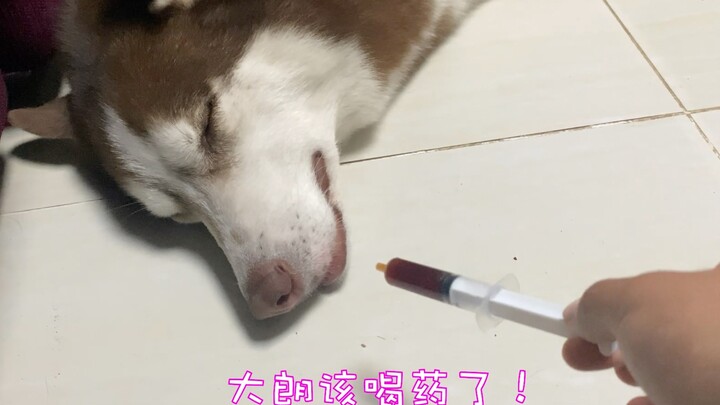 The husky refuses to take its medicine, so I had no choice but to sneakily squirt it into its mouth 