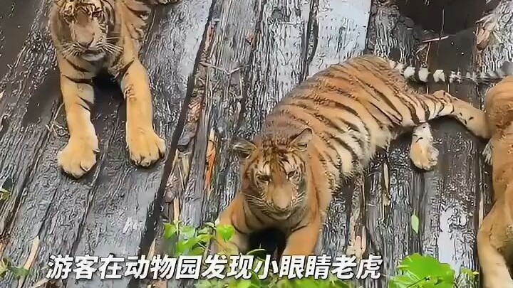 ทำไมเสือตัวนี้แปลกจัง?