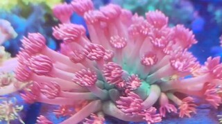 Flower pots coral Goniopora