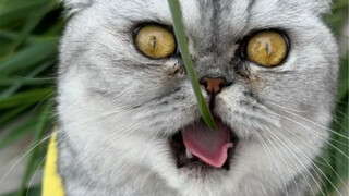 快来看妈耶吃草啦