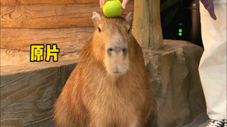 Một video về Capybara đã được chỉnh sửa thành video này bởi một tài khoản tiếp thị