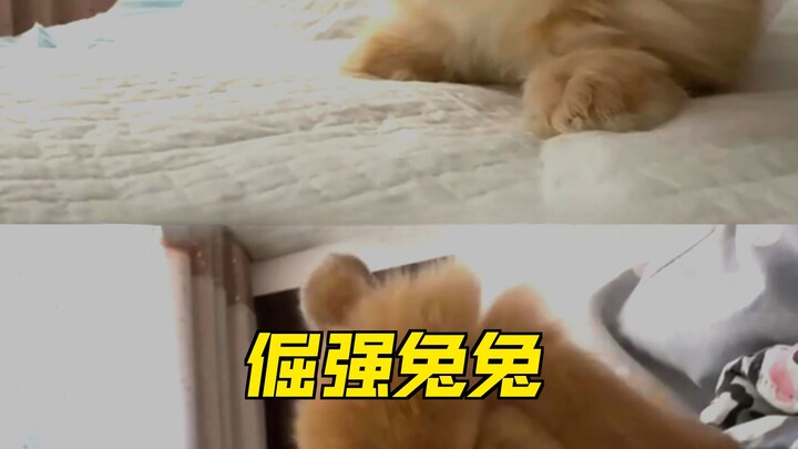 Rabbit: Don’t think just because I usually eat veggies, I’m actually a vegetarian!