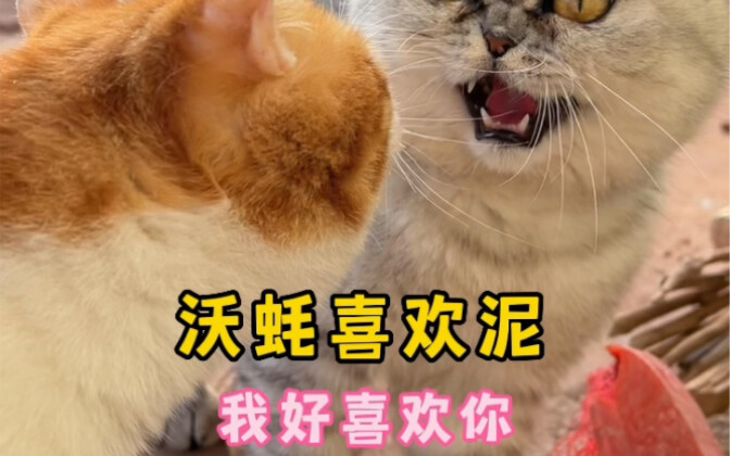 Ah~ Wo Hao loves mud~