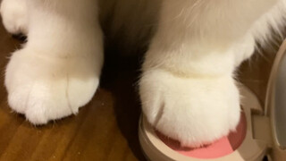 นี่คือเจ้าเหมียวตัวโปรดของฉัน