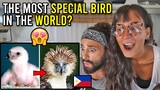 Philippine ENDANGERED EAGLE - RARE VIDEO. (We are AMAZED!)
