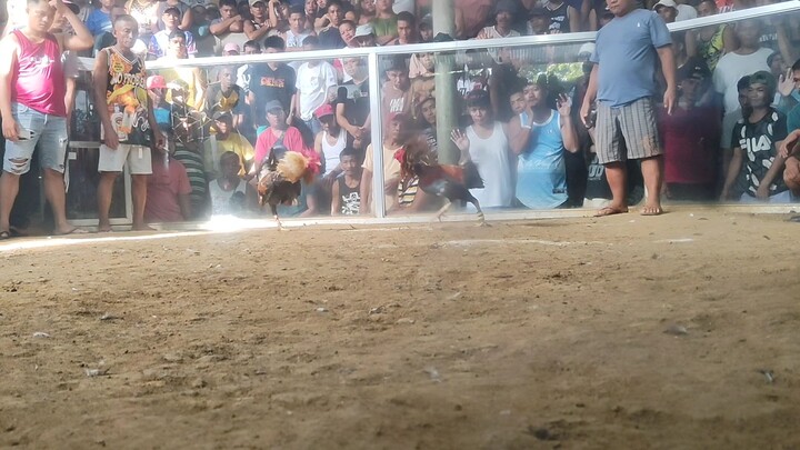 buyugon vs. bulik