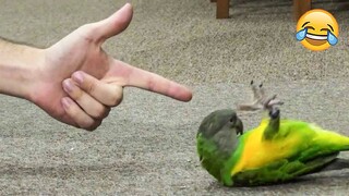 Smart Talking Parrots 🦜 - Funny Animals Video | Pets Town