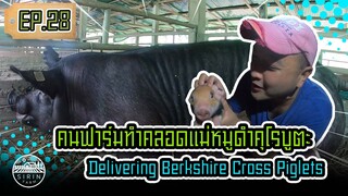 คนฟาร์มทำคลอดแม่หมูคุโรบุตะ Delivering Berkshire Cross Piglets [SIRINFARM]​28