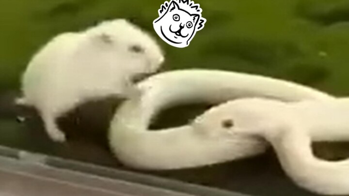 Tikus: Ah!!!... Arigatou gozaimasu...