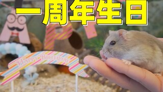 Satu tahun sejak mengadopsi hamster liar, aku menyiapkan sarang baru untuk merayakan ulang tahunnya,