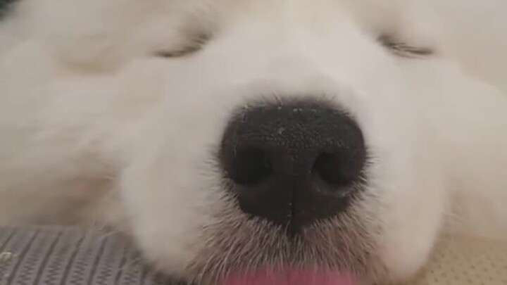Lembut, putih, dan imut plus polos dan manis—ngomongin siapa lagi kalau bukan Samoyed!