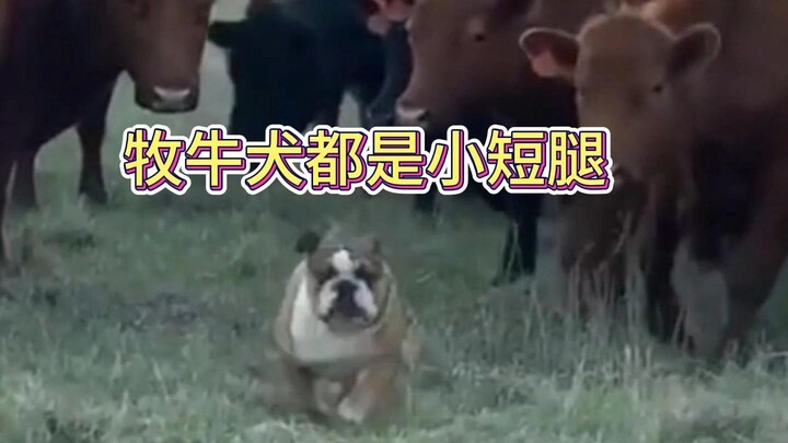 Corgis are herding dogs, and they're especially good at nipping at heels. Other herding dogs also ha