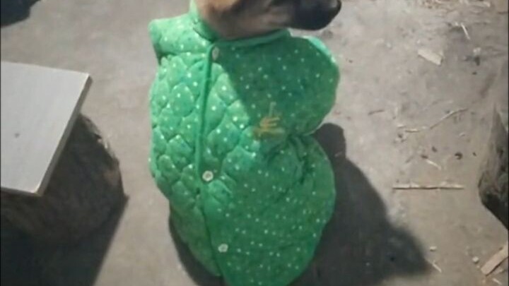 Winter Survival Guide for Puppies: Stay Warm When the Weather Cools Down!