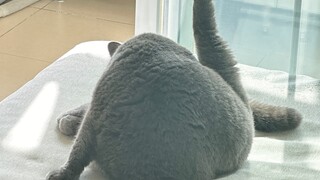 Hari disiplin diri bagi kucing