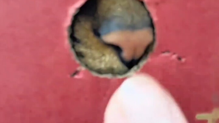 The happiest part of work is playing with my little cat!