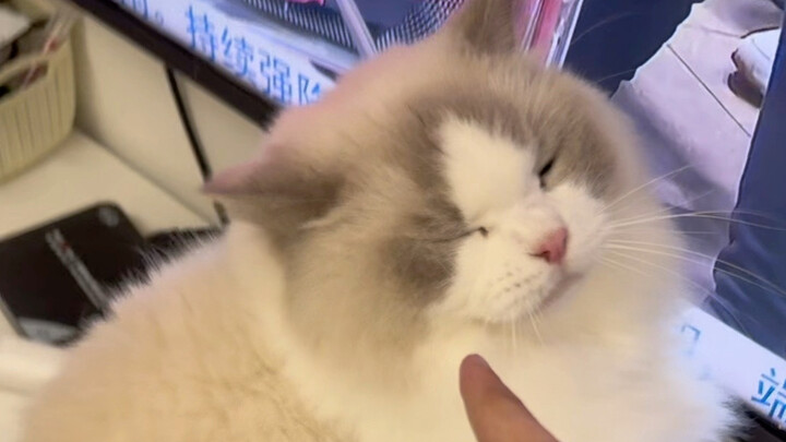 The kitten’s guilty expression could be included in a Beijing Film Academy textbook.