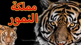 مملكة النمور  2022    tiger kingdom