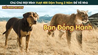 Chú Chó Xa Nhà Vượt 400 Dặm Trong 2 Năm Để Được Về Với Chủ Nhân Cũ || Phê Phim Review