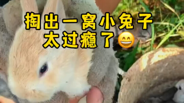 هذا العش الصغير من الأرانب الصغيرة سيعجبكم حتمًا أكثر، فريشتها ناعمة وشكلها ممتلئ ودُمِيّ. كان الأمر