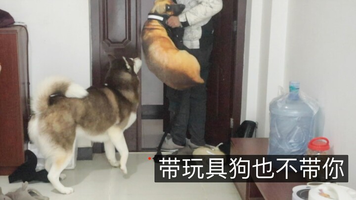 Membawa seekor anjing mainan keluar jalan-jalan di depan mata anjing husky, bagaimana reaksinya?
