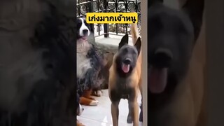 *ดูคลิปเต็มลิงค์ข้างบน* เก่งมากเจ้าหนู พลิ้วเลย #funny #awesome #reels #รวมคลิปตลก