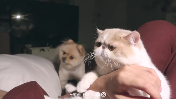 น้องแมวมูมารูของหนุ่มไทย เป็นเจ้าเหมียวขี้อ้อนที่ชอบกอดแขนแล้วทำตัวง้อๆ