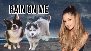 Rain on Me by Ariana Grande & Lady Gaga but it's Doggos and Gabe