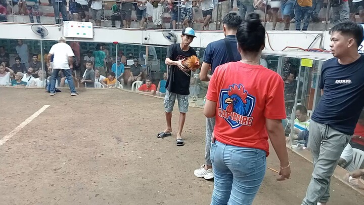 baby stag vs cock 😂