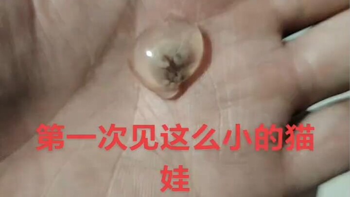 เพิ่งเคยเห็นแมวลูกเล็กขนาดนี้เป็นครั้งแรก แล้วมันยังมีโอกาสรอดอยู่ไหมนะ?