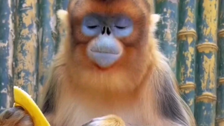 قشر الموز لذيذ جدًا～