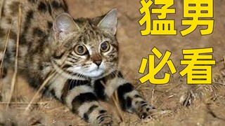 What bad intentions could a kitten have?