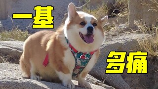 Jika Anda memiliki corgi, Anda akan mengerti rasa sakitnya...
