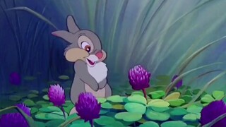 小兔子桑普