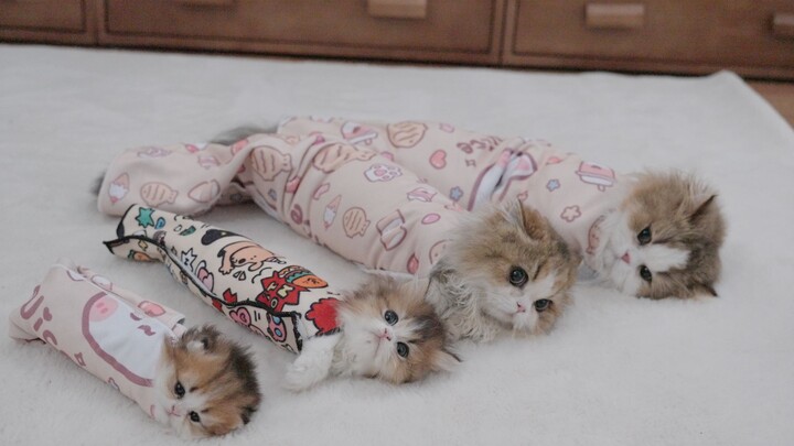 Cat burritos, full sizes~