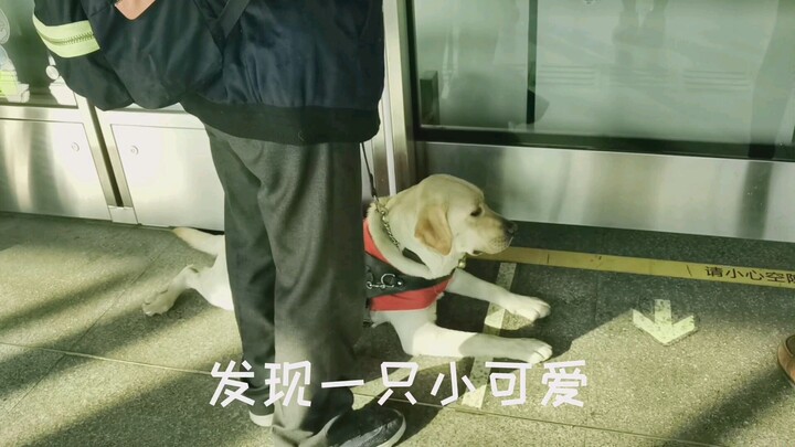 Encountering a guide dog at the subway station