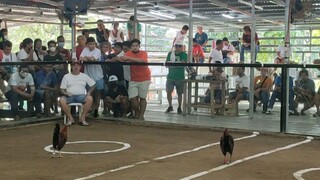 2 times winner sa San Ildefonso Bulacan Cock pit arena less than 1 month pagitan