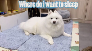 Animals|Samoyed