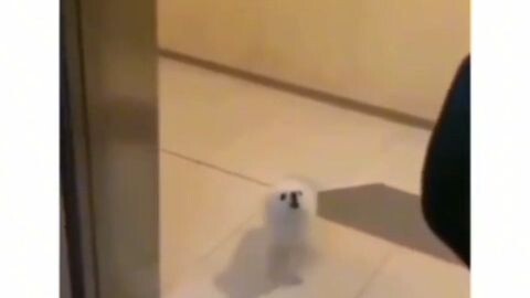 when you must know when and where to bark