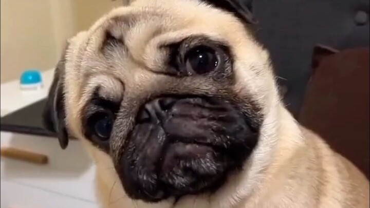 Fun Facts About Pugs