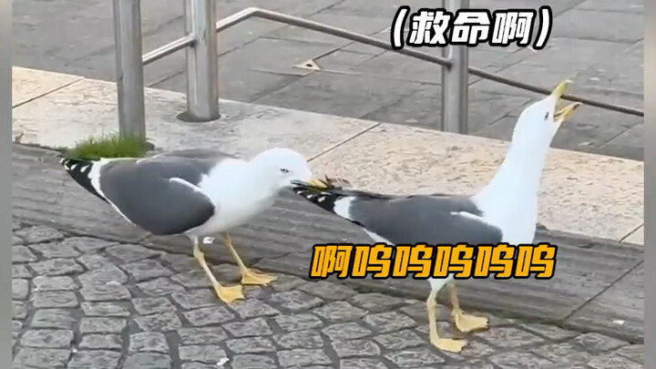 Why is this seagull acting like a total lunatic...?