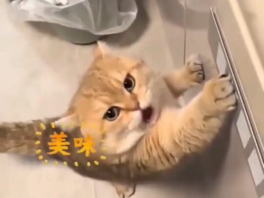 Cat: Now that things have come to this, let's just eat first.