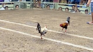 Bulik Vs Red, LUCENA VS SARIAYA 44k PARADA #SABONG