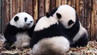 【Panda - Hehua】 The street office went to persuade the quarrel again