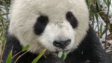 巡山时偶遇了野生大熊猫吃竹子