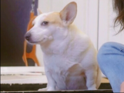 Sekali lagi, aku tidak suka bermain dengan anjing.